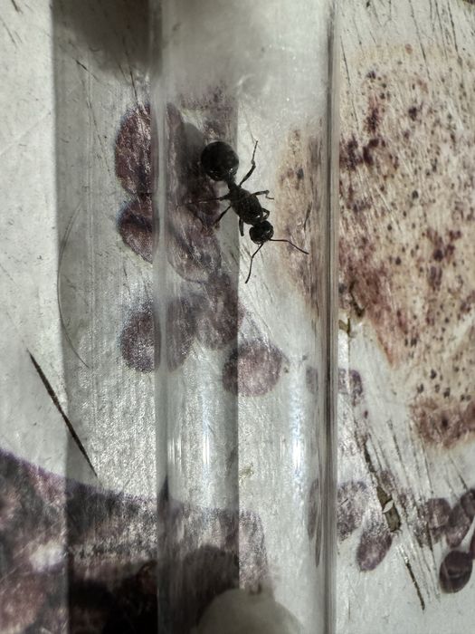 Продам муравьёв матка + расплод