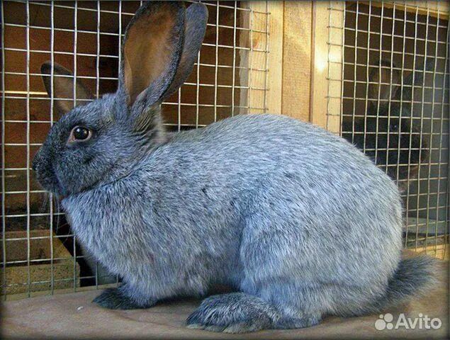 Quyon goshtti soyib beramiz