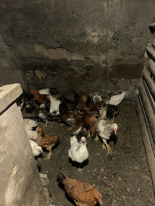 Продам молодых курей