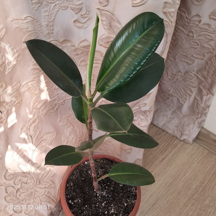 Фикус каучуконосный.