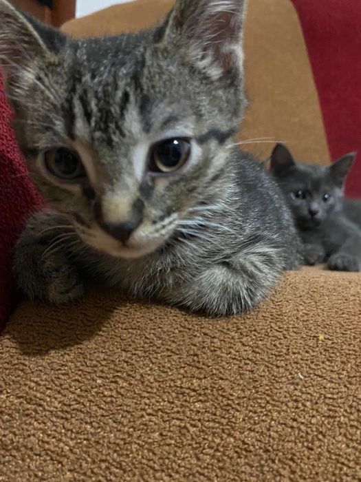 Милые котята, возраст два с половиной месяца