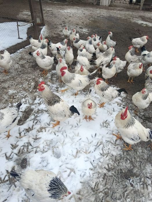 Адлер қораздар 6 штук