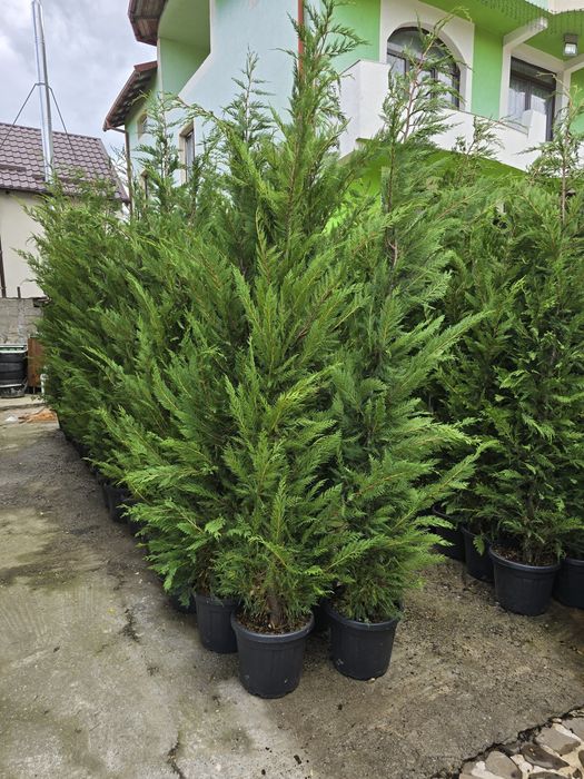 Leylandii la ghiveci – 1m până la 4m