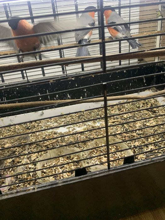 Снегири красные и бурые