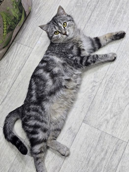 Ласковая кошка метиска