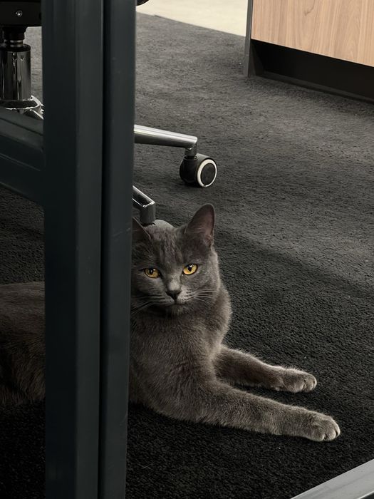 Котенок в добрые руки