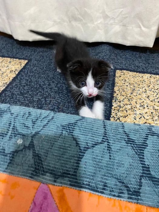 Котенок мальчик в поисках дома