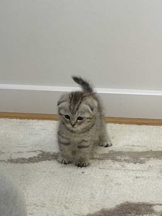 Шотландский вислоухий котёнок
