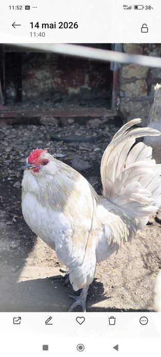Cocos bărboasă de anvers
