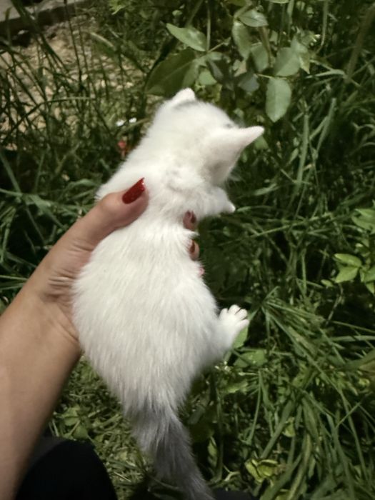 Отдадим в добрые руки котиков
