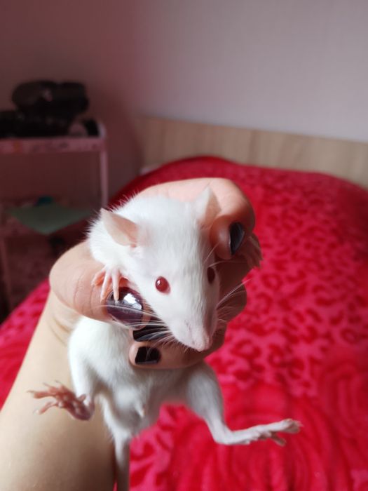 Продаю крысят мальчиков