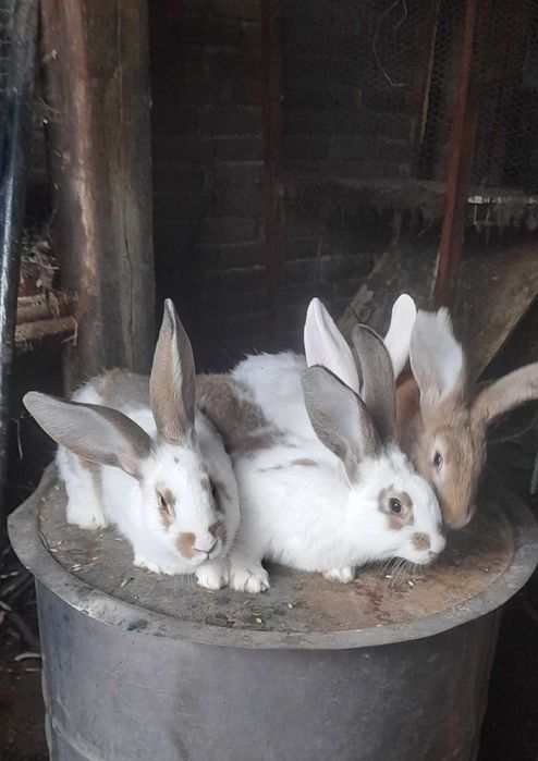 Зайци малки - великани