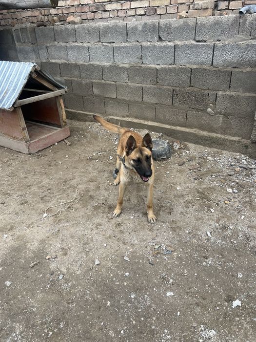 Белгиски овчарка жеты айлык