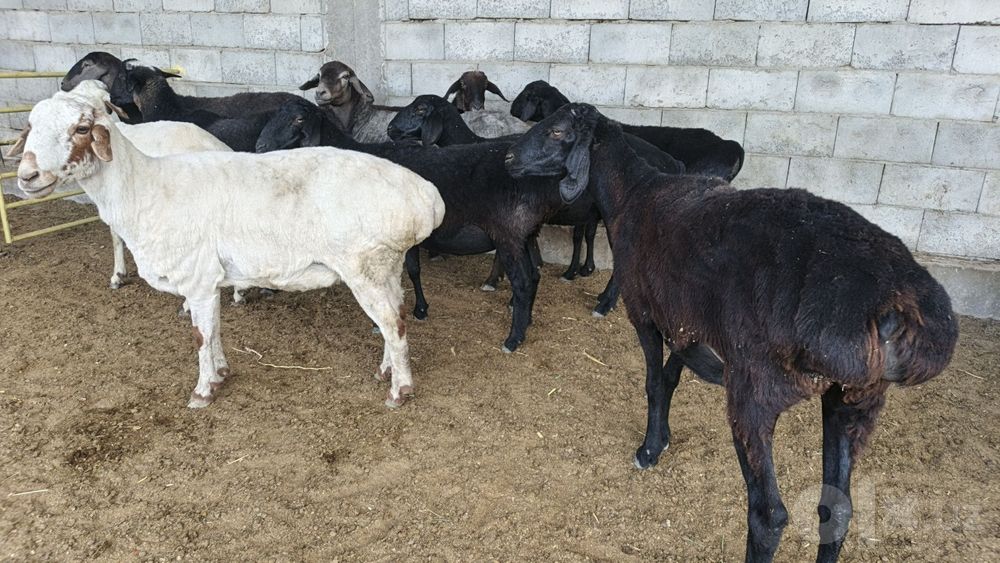 Tug'adigan qo'y sotiladi yaxshi narxlarda