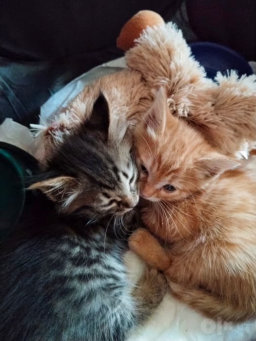 Котята пушистые мальчики