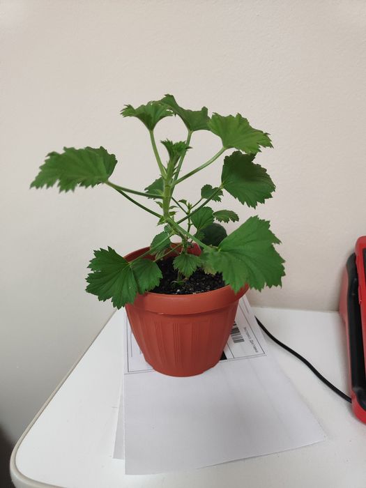 Пеларгония королевская