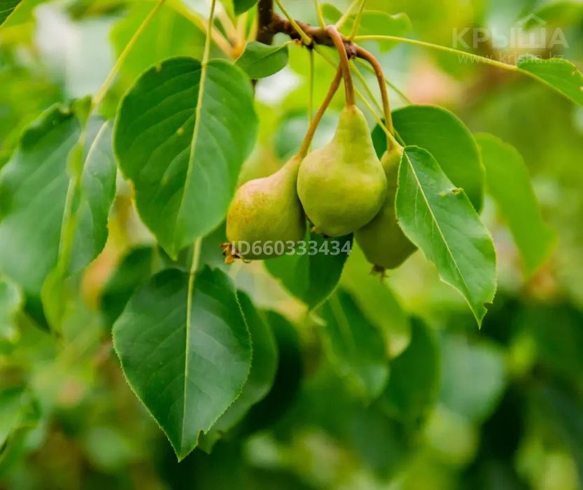 Усадьба в селе Балгын