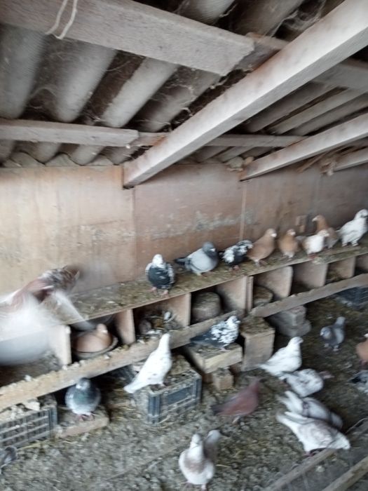 Vând porumbei de frumusete