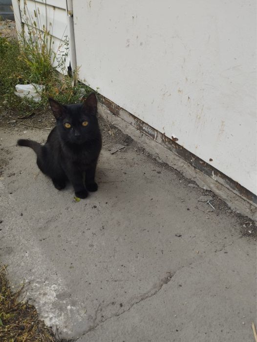 Котенок ищет дом