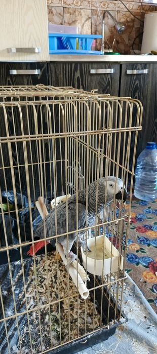 Srochna sotiladi jacco papugay