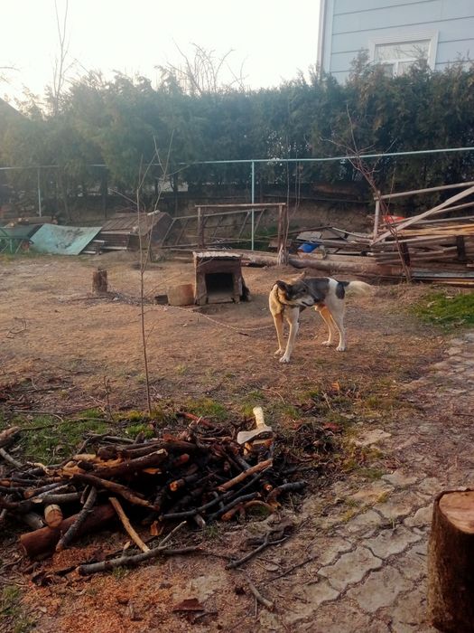 Отдам в хорошие руки