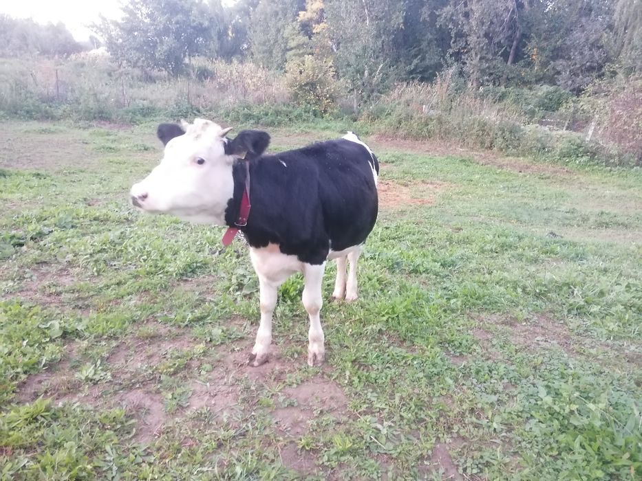 Vițea Bălțată cu Holstein (1 an, ~200 kg) – crescută natural