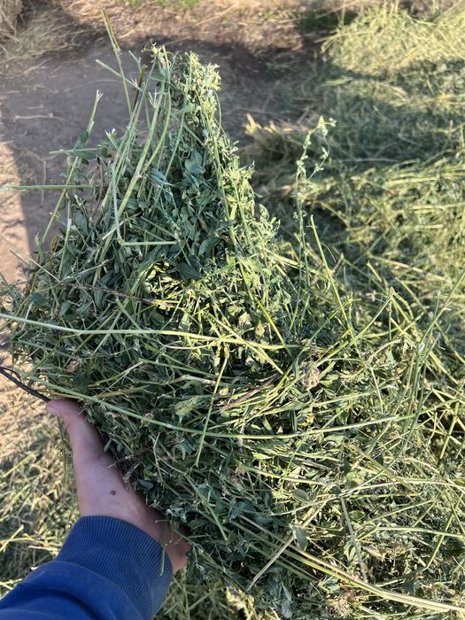 vand baloti de lucerna