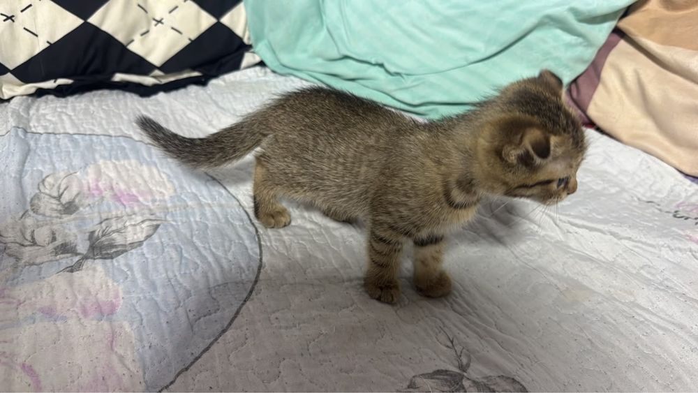 Котенок смесь шотландки и абиссинца