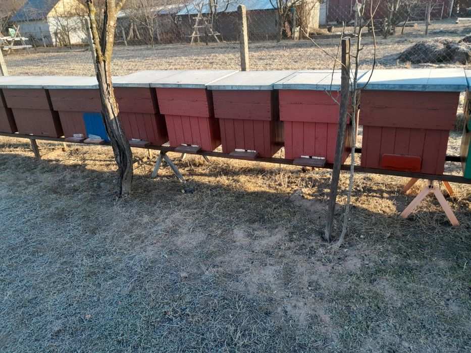 Vând 9 stupi pe 10rame