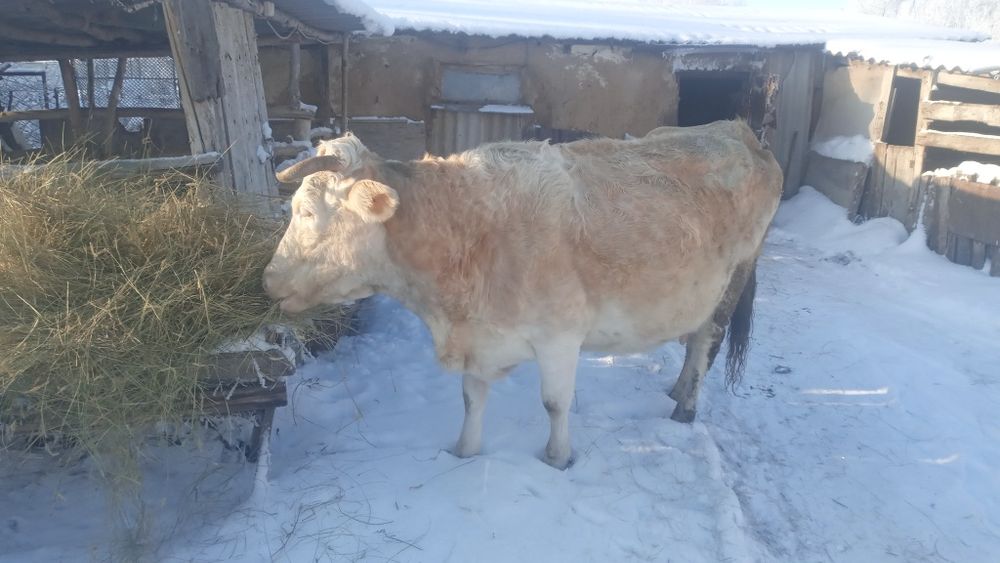 Продам корову 8 лет