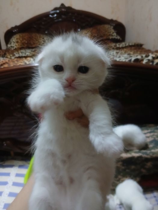 Mushukchalar strayd va fold