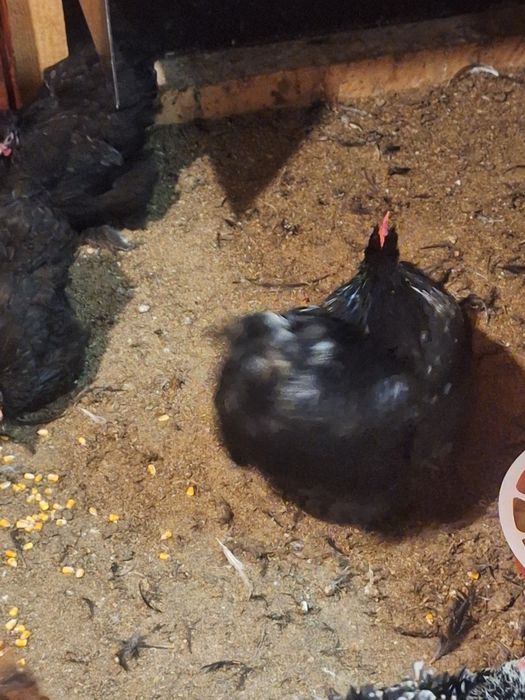 Cochin pitic perechi