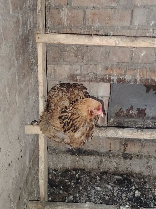 Продам кур и петуха