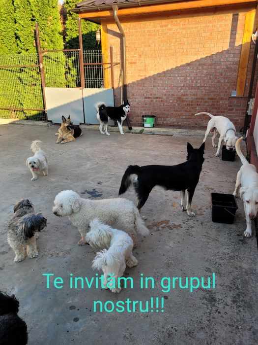 Pet Sitter/Cazare Câini