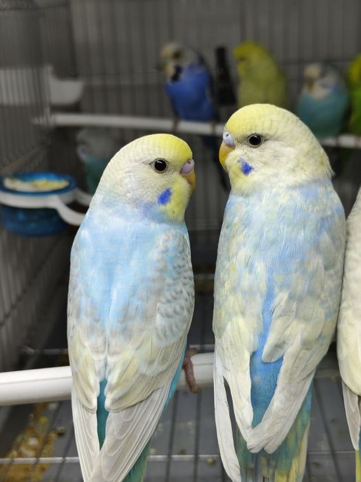 Продам попугай радужный