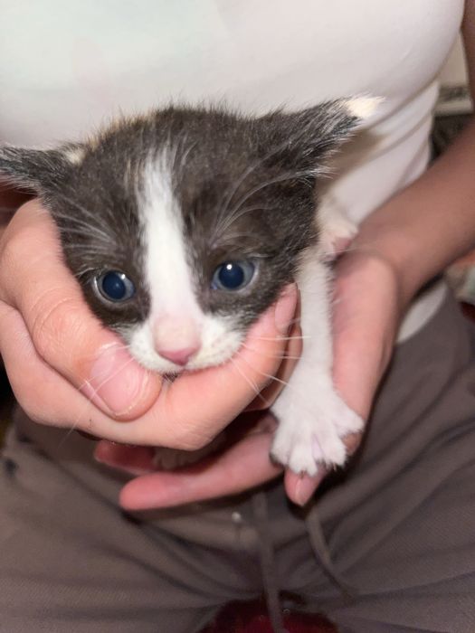 Котята маленькие