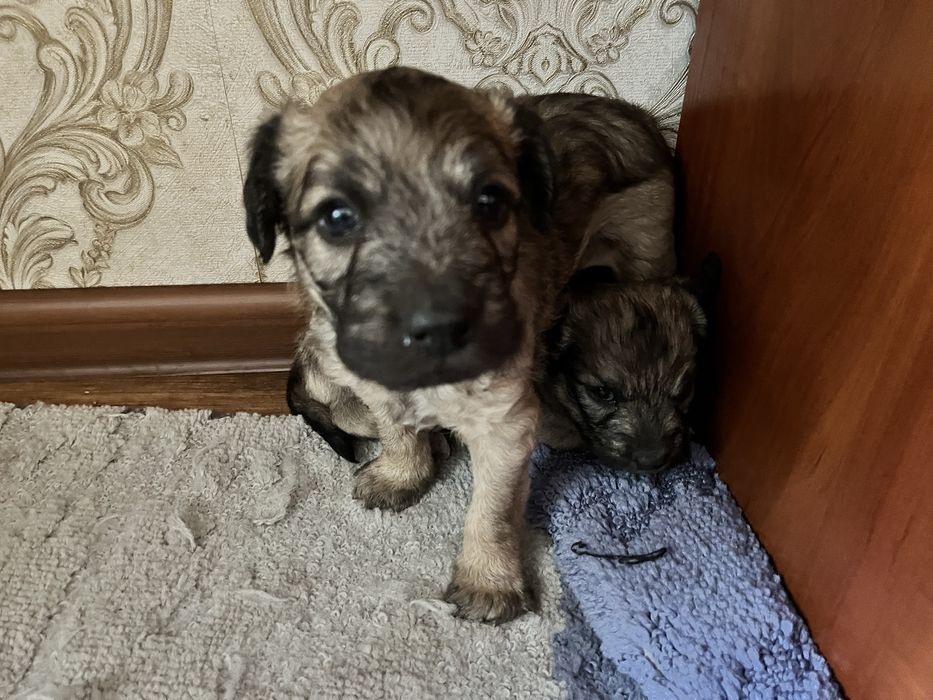 Щенок бесплатно в добрые руки