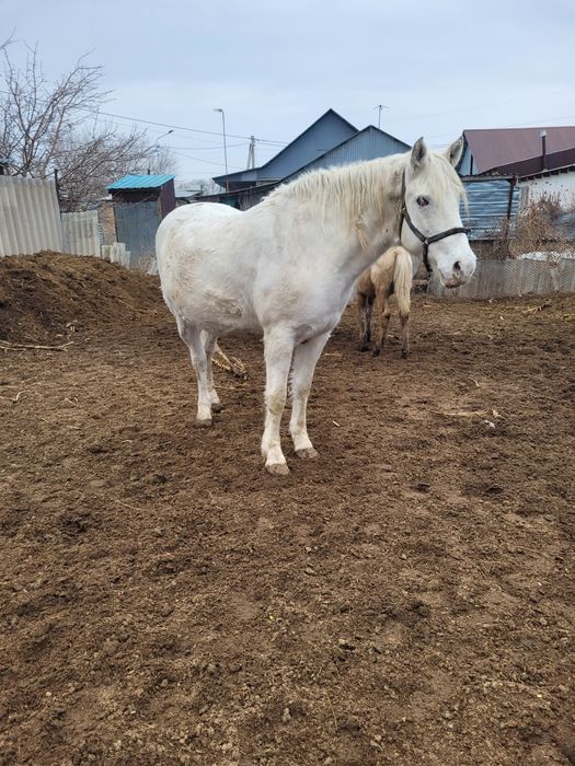 Жорга бие, кабыла.