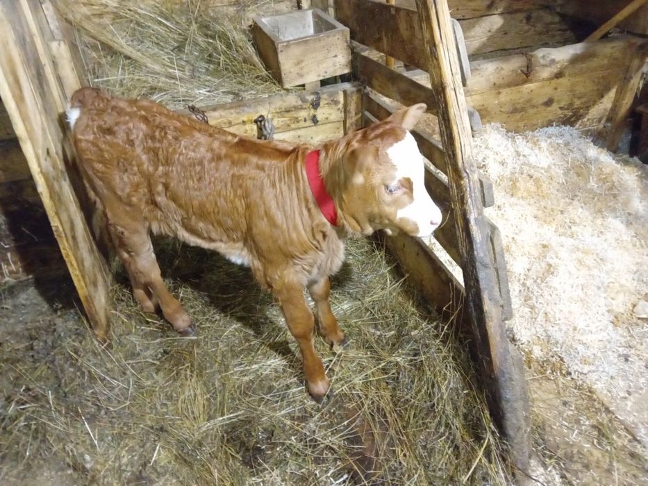 Vaca cu vitea de vinzare