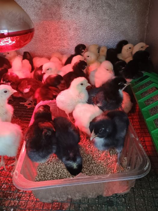 Pui de găină rasa mixta și pitici găini australorp negru