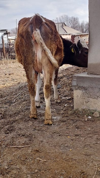 Продам молочную нетель