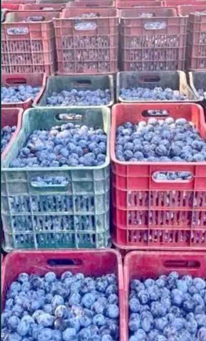 Prună pentru țuică & palincă