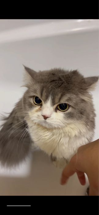Кот на вязку Британский длинношерст
