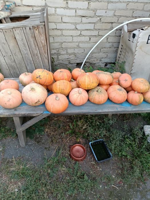 Продам домашнюю Тыкву