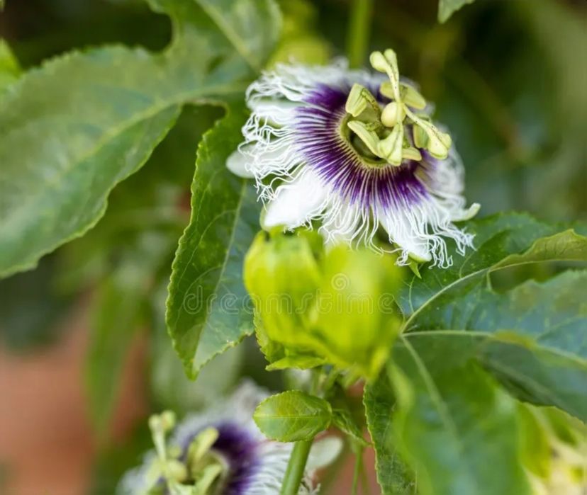 Продается Пассифлора