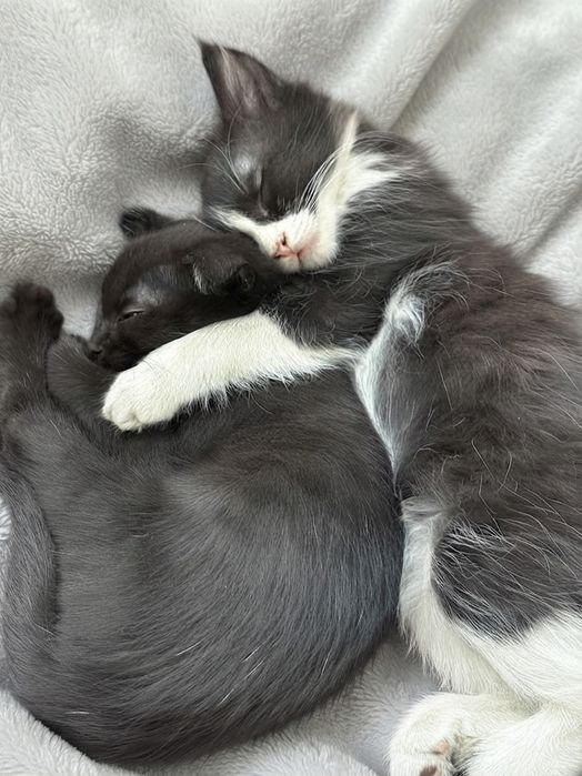 Отдам котят в добрые руки