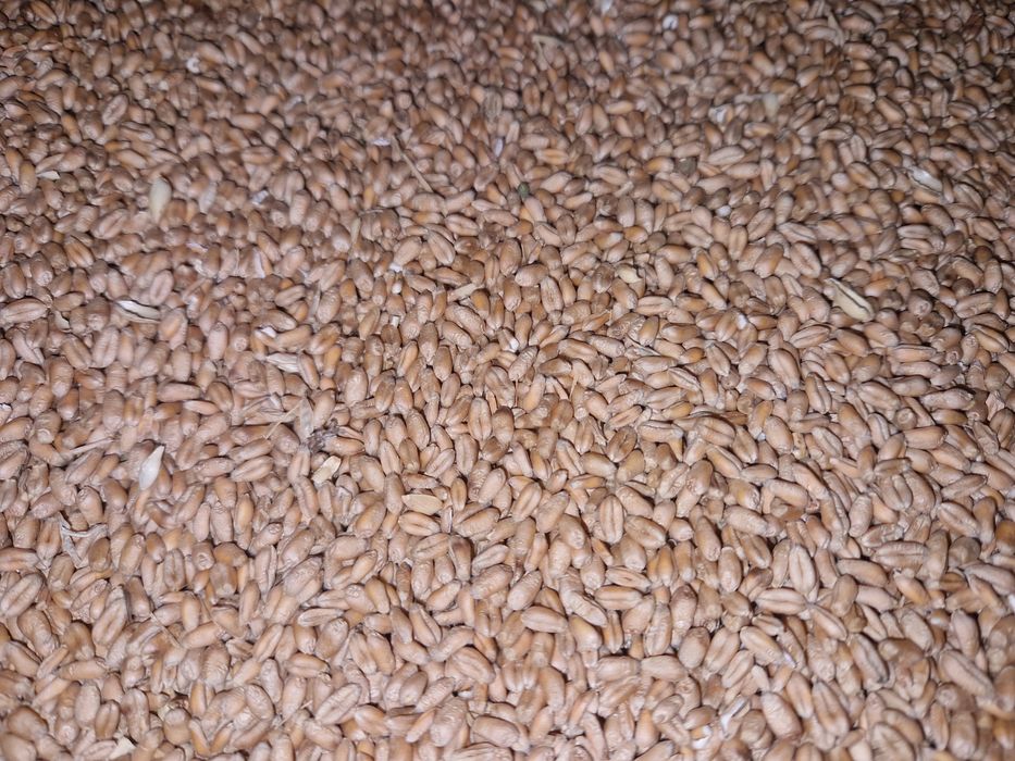 Vand grau panificabil