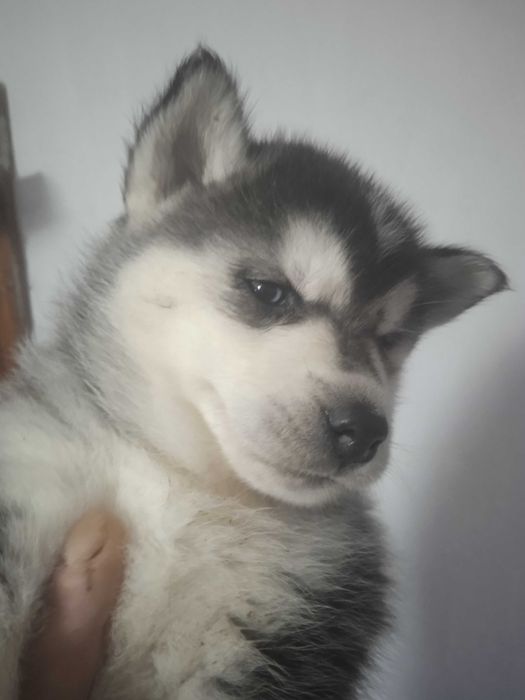 Сибирско хъски момиче