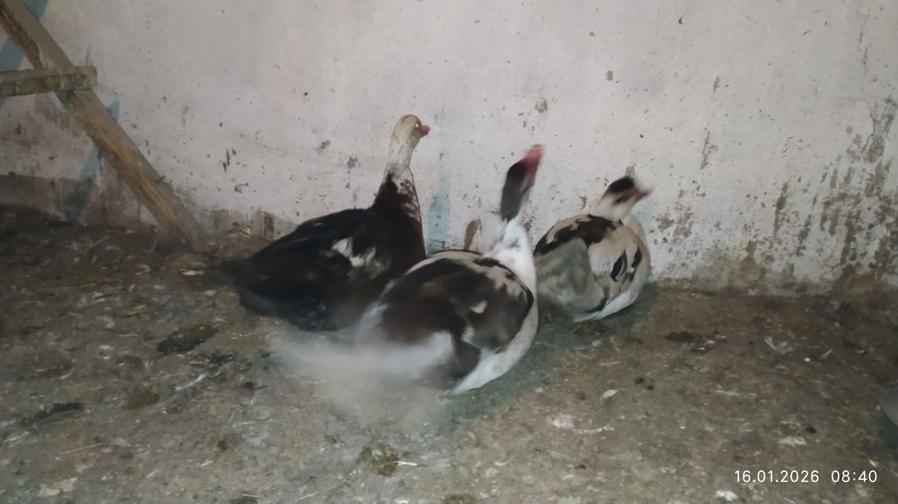 Продам уток домашних