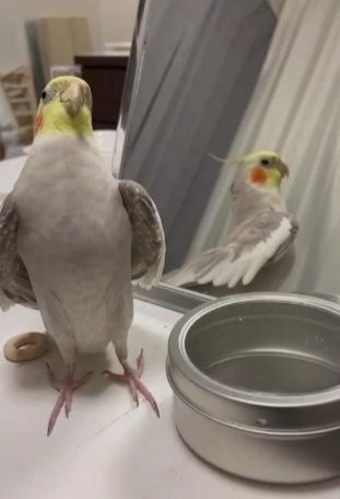 Продам попугайчиков корелл певчих